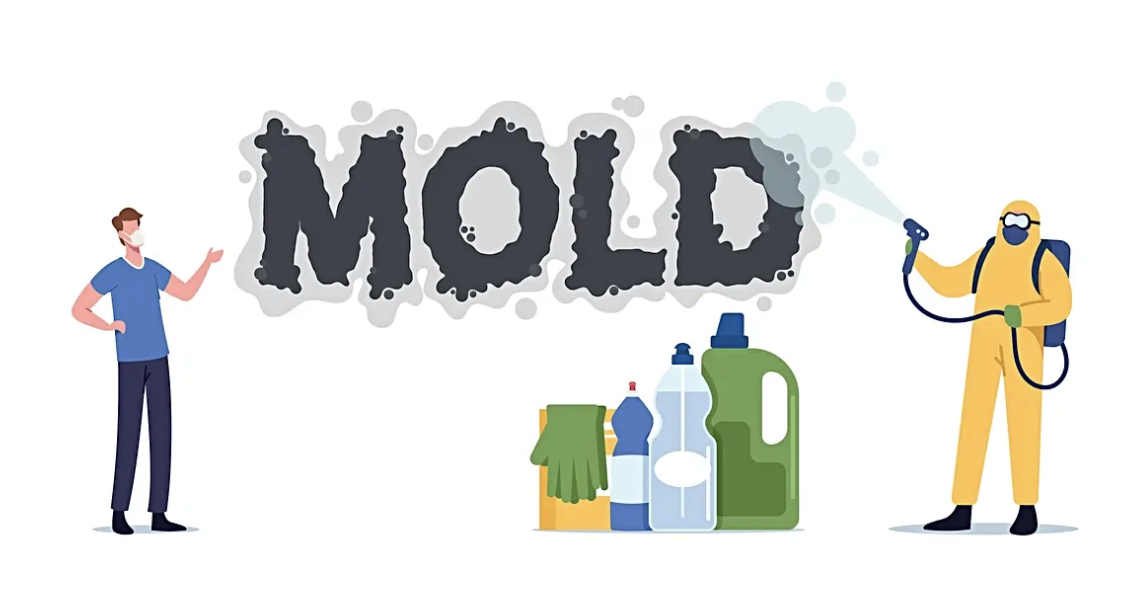 mold inspection and mold removal