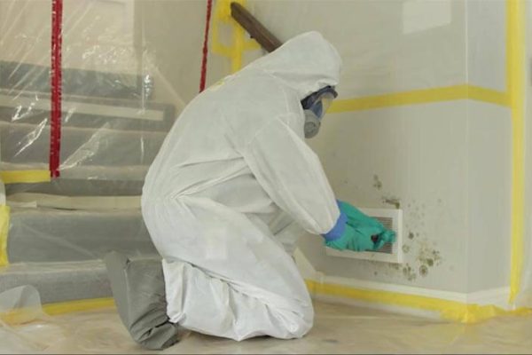 Mold Inspection and Mold Removal